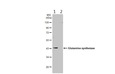 Western blot - Anti-Glutamine Synthetase antibody (AB228590)