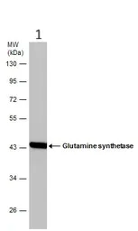 Western blot - Anti-Glutamine Synthetase antibody (AB228590)