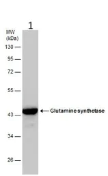Western blot - Anti-Glutamine Synthetase antibody (AB228590)