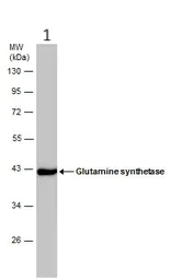 Western blot - Anti-Glutamine Synthetase antibody (AB228590)