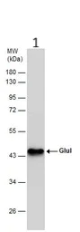 Western blot - Anti-Glutamine Synthetase antibody (AB228590)