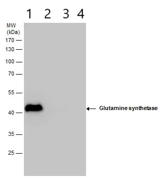Western blot - Anti-Glutamine Synthetase antibody (AB228590)