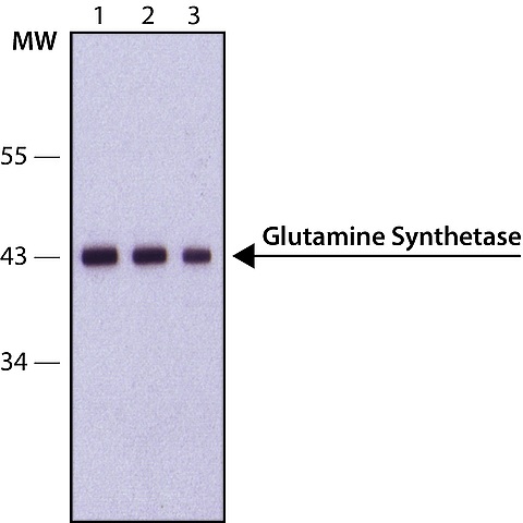 Western blot - Anti-Glutamine Synthetase antibody (AB49873)