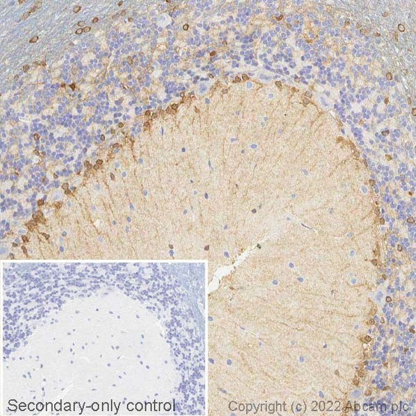 Immunohistochemistry (Formalin/PFA-fixed paraffin-embedded sections) - Anti-Glutamine Synthetase antibody (ab73593), expandable thumbnail