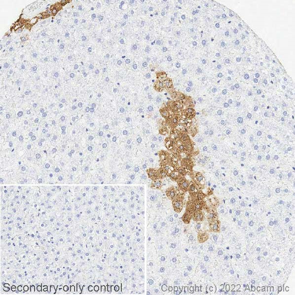 Immunohistochemistry (Formalin/PFA-fixed paraffin-embedded sections) - Anti-Glutamine Synthetase antibody (AB73593), expandable thumbnail