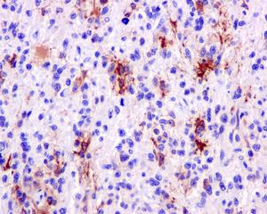 Immunohistochemistry (Formalin/PFA-fixed paraffin-embedded sections) - Anti-Glutamine Synthetase antibody [EPR13022(B)] - BSA and Azide free (AB240193), expandable thumbnail