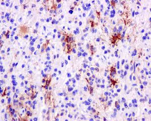 Immunohistochemistry (Formalin/PFA-fixed paraffin-embedded sections) - Anti-Glutamine Synthetase antibody [EPR13022(B)] - BSA and Azide free (AB240193)