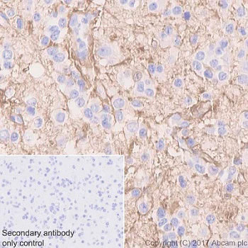 Immunohistochemistry (Formalin/PFA-fixed paraffin-embedded sections) - Anti-Glutamine Synthetase antibody [EPR13022(B)] - BSA and Azide free (AB240193)
