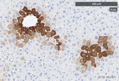 Immunohistochemistry (Formalin/PFA-fixed paraffin-embedded sections) - Anti-Glutamine Synthetase antibody [EPR13022(B)] - BSA and Azide free (ab240193), expandable thumbnail
