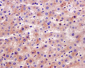 Immunohistochemistry (Formalin/PFA-fixed paraffin-embedded sections) - Anti-Glutamine Synthetase antibody [EPR13022(B)] - BSA and Azide free (ab240193), expandable thumbnail