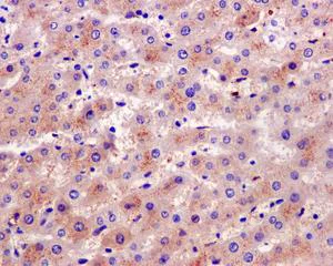 Immunohistochemistry (Formalin/PFA-fixed paraffin-embedded sections) - Anti-Glutamine Synthetase antibody [EPR13022(B)] - BSA and Azide free (AB240193)