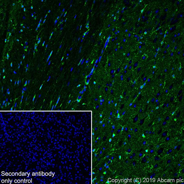 Immunohistochemistry (Frozen sections) - Anti-Glutamine Synthetase antibody [EPR13022(B)] - BSA and Azide free (AB240193), expandable thumbnail