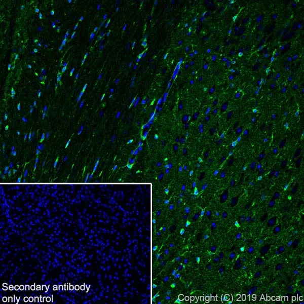 Immunohistochemistry (Frozen sections) - Anti-Glutamine Synthetase antibody [EPR13022(B)] - BSA and Azide free (AB240193)