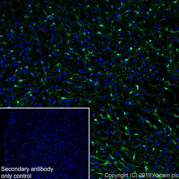 Immunohistochemistry (Frozen sections) - Anti-Glutamine Synthetase antibody [EPR13022(B)] - BSA and Azide free (ab240193), expandable thumbnail