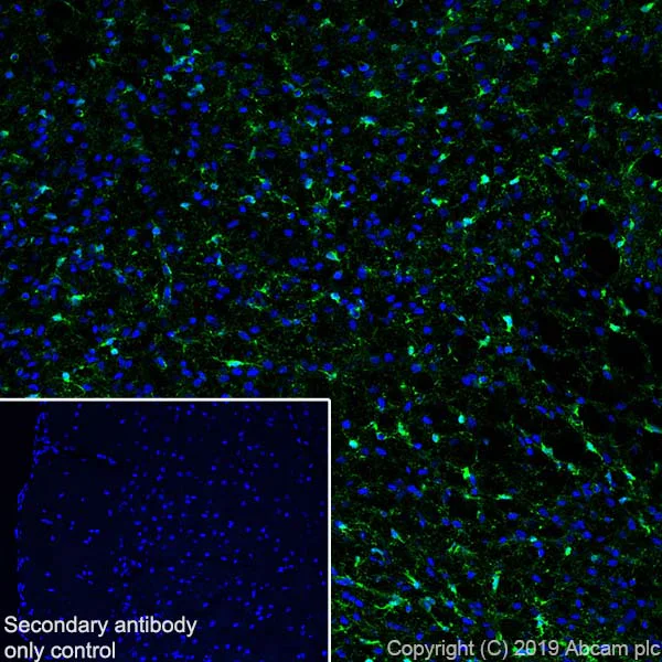 Immunohistochemistry (Frozen sections) - Anti-Glutamine Synthetase antibody [EPR13022(B)] - BSA and Azide free (AB240193)