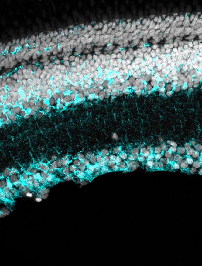 Immunohistochemistry (Frozen sections) - Anti-Glutamine Synthetase antibody [EPR13022(B)] - BSA and Azide free (AB240193)