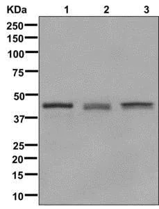 Western blot - Anti-Glutamine Synthetase antibody [EPR13022(B)] - BSA and Azide free (AB240193), expandable thumbnail