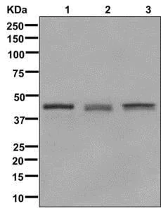 Western blot - Anti-Glutamine Synthetase antibody [EPR13022(B)] - BSA and Azide free (AB240193)