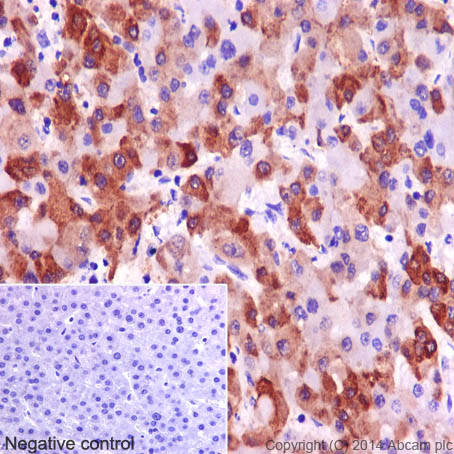 Immunohistochemistry (Formalin/PFA-fixed paraffin-embedded sections) - Anti-Glutamine Synthetase antibody [EPR16661] (AB197024)