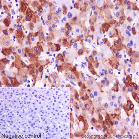 Immunohistochemistry (Formalin/PFA-fixed paraffin-embedded sections) - Anti-Glutamine Synthetase antibody [EPR16661] (AB197024)