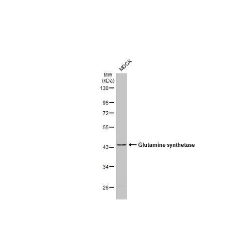 Western blot - Anti-Glutamine synthetase antibody [HL2283] (AB317188)