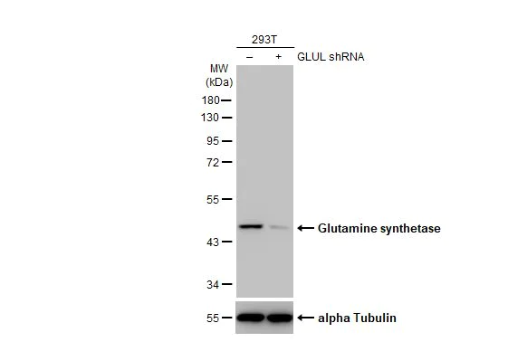 Western blot - Anti-Glutamine synthetase antibody [HL2283] (AB317188)