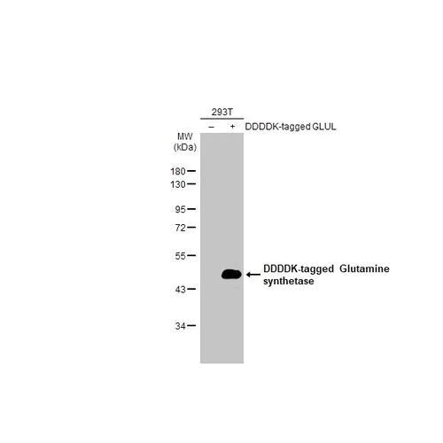 Western blot - Anti-Glutamine synthetase antibody [HL2283] (AB317188)