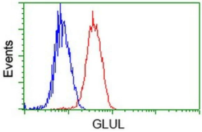 Flow Cytometry (Intracellular) - Anti-Glutamine Synthetase antibody [OTI1F4] - BSA and Azide free (AB273647)