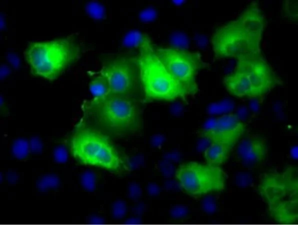 Immunocytochemistry/ Immunofluorescence - Anti-Glutamine Synthetase antibody [OTI1F4] - BSA and Azide free (AB273647)