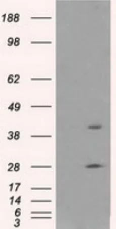 Western blot - Anti-Glutamine Synthetase antibody [OTI1F4] - BSA and Azide free (AB273647)