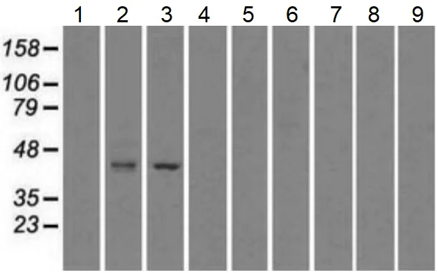 Western blot - Anti-Glutamine Synthetase antibody [OTI1F4] - BSA and Azide free (AB273647)