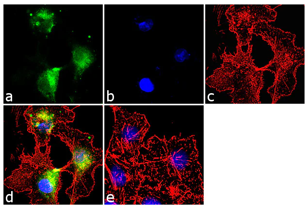 Immunocytochemistry/ Immunofluorescence - Anti-Glutamine Synthetase antibody [RP23040129] (AB313449)