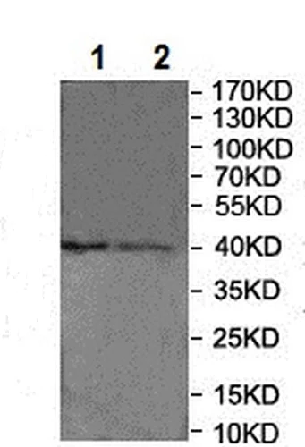 Western blot - Anti-Glutaminyl cyclase antibody (AB201172)