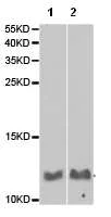 Western blot - Anti-Glutaredoxin 1 antibody (AB187507)