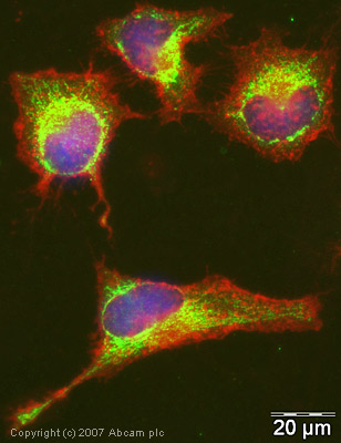 Immunocytochemistry/ Immunofluorescence - Anti-Glutaredoxin 1 antibody (AB45953)