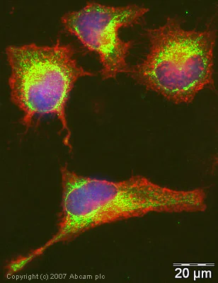 Immunocytochemistry/ Immunofluorescence - Anti-Glutaredoxin 1 antibody (AB45953)