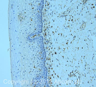 Immunohistochemistry (Formalin/PFA-fixed paraffin-embedded sections) - Anti-Glutaredoxin 1 antibody (AB45953)