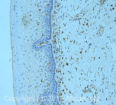 Immunohistochemistry (Formalin/PFA-fixed paraffin-embedded sections) - Anti-Glutaredoxin 1 antibody (AB45953)