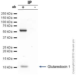 Immunoprecipitation - Anti-Glutaredoxin 1 antibody (AB45953)