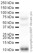 Western blot - Anti-Glutaredoxin 1 antibody (AB45953)