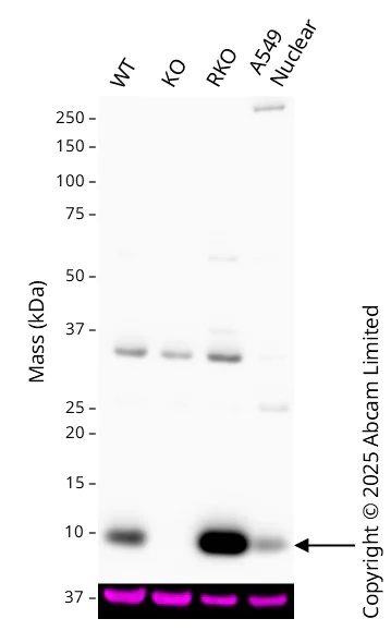 Western blot - Anti-Glutaredoxin 1 antibody (AB45953)