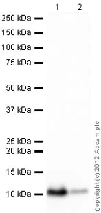 Western blot - Anti-Glutaredoxin 1 antibody (AB45953)