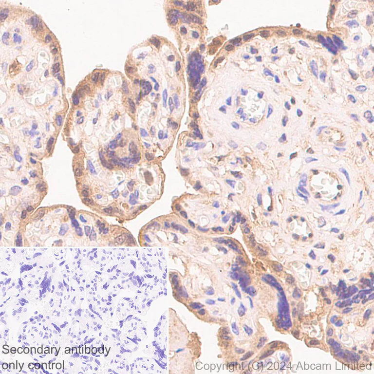 Immunohistochemistry (Formalin/PFA-fixed paraffin-embedded sections) - Anti-Glutaredoxin 1 antibody [EPR29206-50] - BSA and Azide free (AB319159)