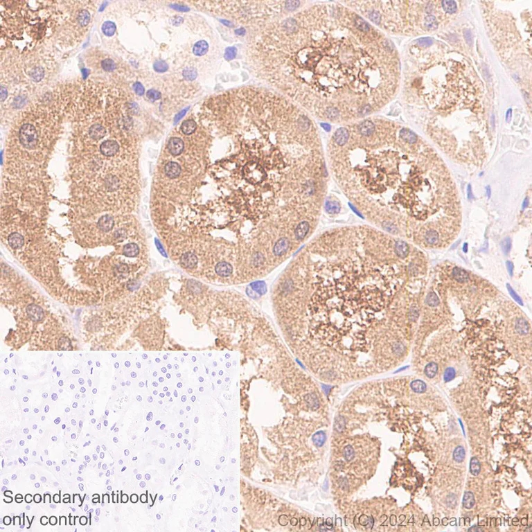 Immunohistochemistry (Formalin/PFA-fixed paraffin-embedded sections) - Anti-Glutaredoxin 1 antibody [EPR29206-50] - BSA and Azide free (AB319159)