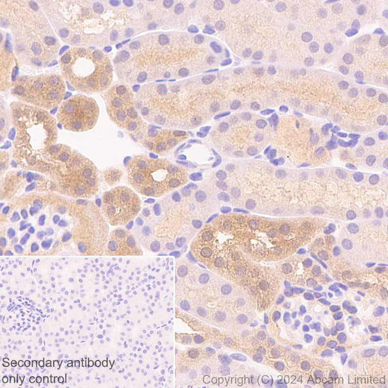 Immunohistochemistry (Formalin/PFA-fixed paraffin-embedded sections) - Anti-Glutaredoxin 1 antibody [EPR29206-50] - BSA and Azide free (AB319159)