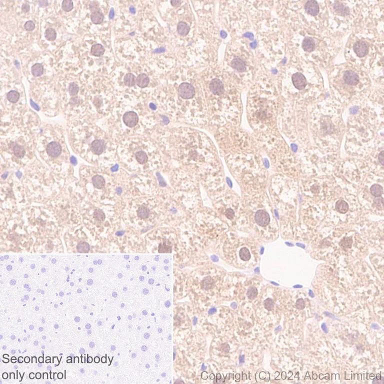 Immunohistochemistry (Formalin/PFA-fixed paraffin-embedded sections) - Anti-Glutaredoxin 1 antibody [EPR29206-50] - BSA and Azide free (AB319159)