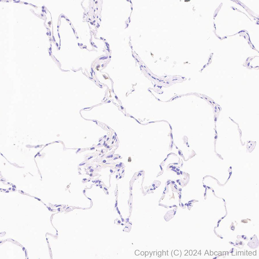Immunohistochemistry (Formalin/PFA-fixed paraffin-embedded sections) - Anti-Glutaredoxin 1 antibody [EPR29206-50] - BSA and Azide free (AB319159)