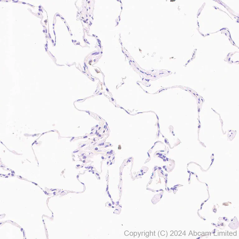 Immunohistochemistry (Formalin/PFA-fixed paraffin-embedded sections) - Anti-Glutaredoxin 1 antibody [EPR29206-50] - BSA and Azide free (AB319159)