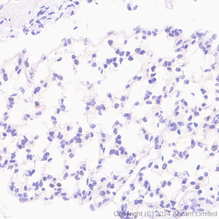 Immunohistochemistry (Formalin/PFA-fixed paraffin-embedded sections) - Anti-Glutaredoxin 1 antibody [EPR29206-50] - BSA and Azide free (AB319159)