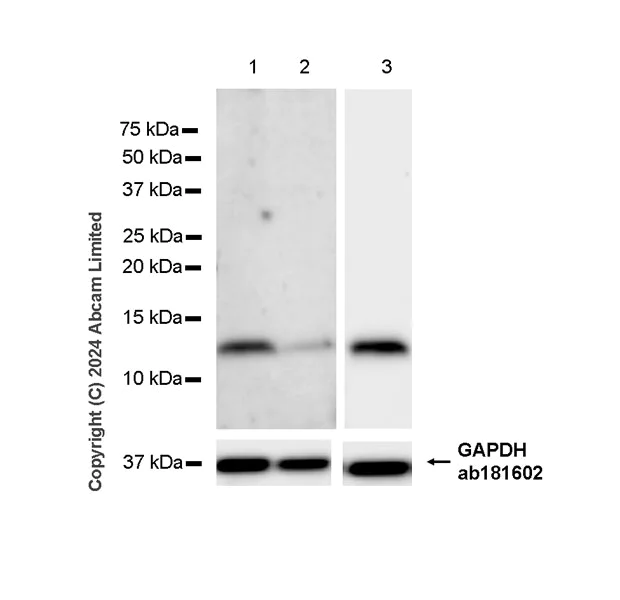 Western blot - Anti-Glutaredoxin 1 antibody [EPR29206-50] - BSA and Azide free (AB319159)